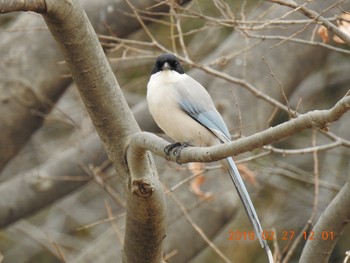 オナガ 彩湖 2019年2月27日(水)