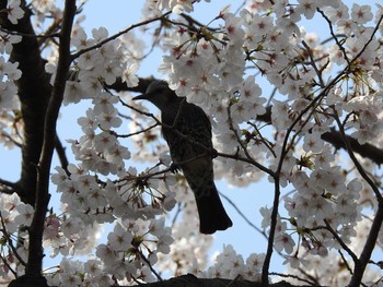 Sat, 4/6/2019 Birding report at 京都府立植物園