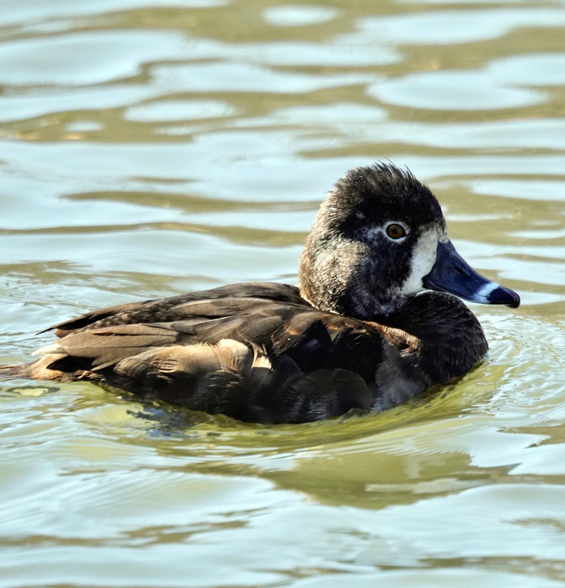 2025年2月7日(金) こども自然公園 (大池公園/横浜市)の野鳥観察 2025年2月7日(金) こども自然公園 (大池公園/横浜市)の野鳥観察