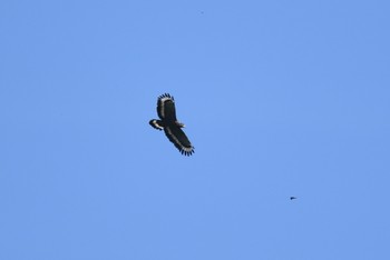 Crested Serpent Eagle Khao Sok NP Sat, 2/23/2019