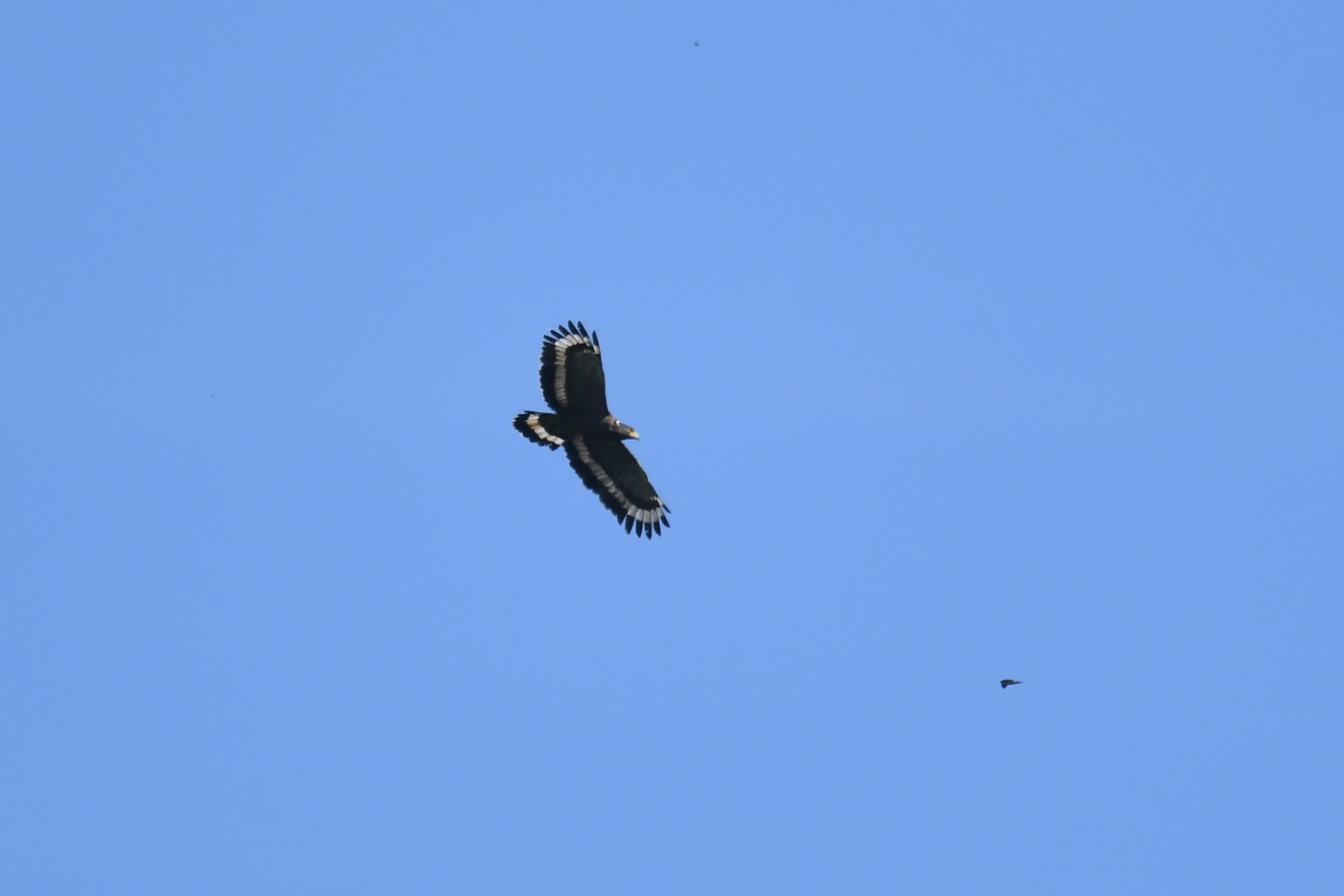 Crested Serpent Eagle