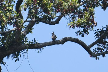 Jerdon's Baza Khao Sok NP Sat, 2/23/2019