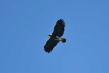 Lesser Fish Eagle Khao Sok NP Sat, 2/23/2019