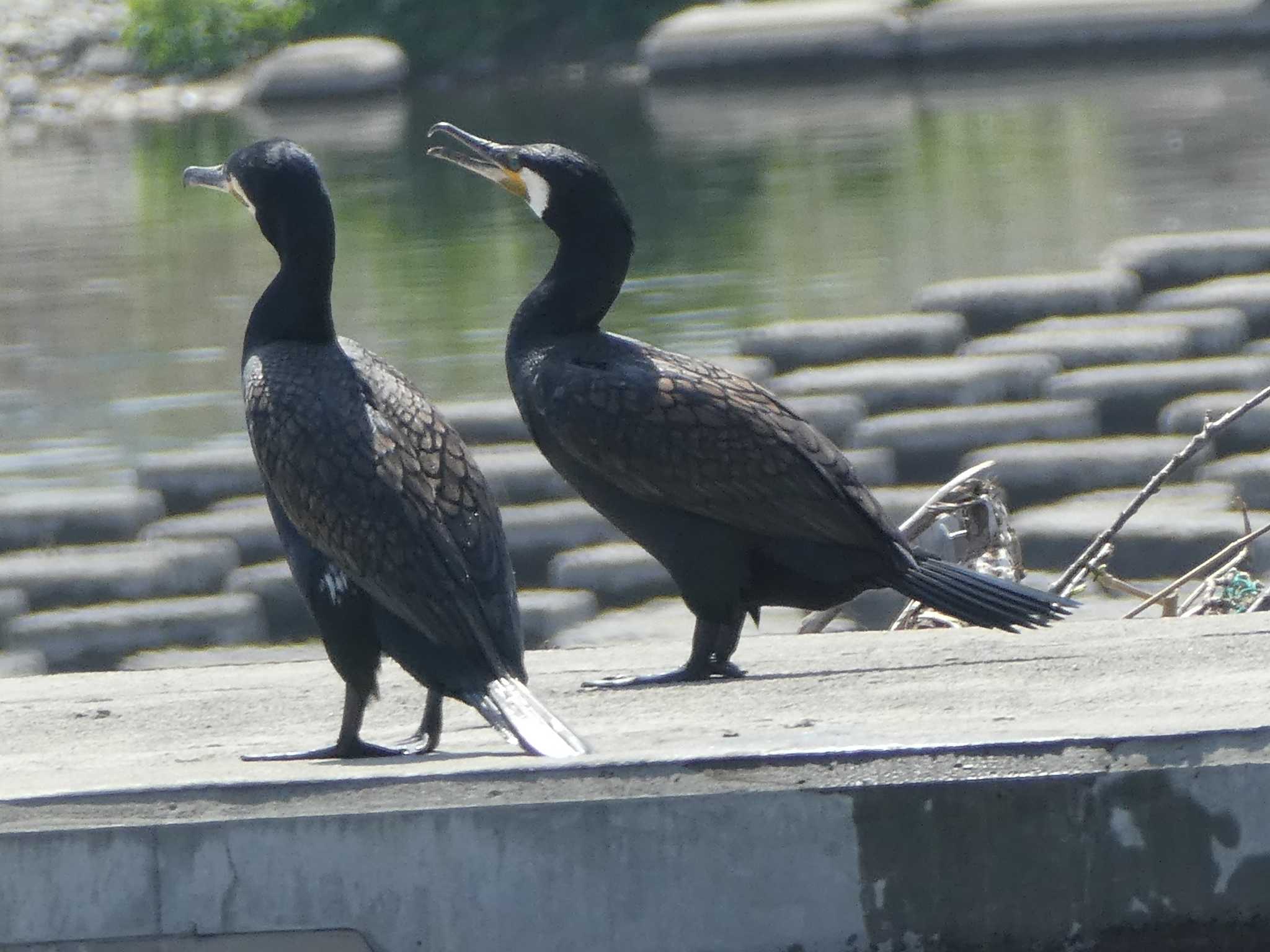 多摩川二ヶ領上河原堰 カワウの写真 by Kozakuraband