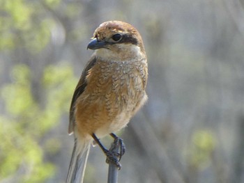 2019年4月6日(土) 多摩川二ヶ領上河原堰の野鳥観察記録