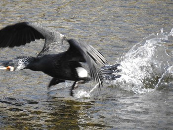 2019年4月6日(土) 高野川、京都の野鳥観察記録