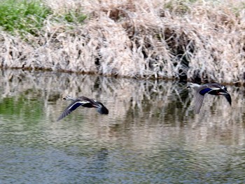 カルガモ 京都市鴨川公園 2019年4月6日(土)