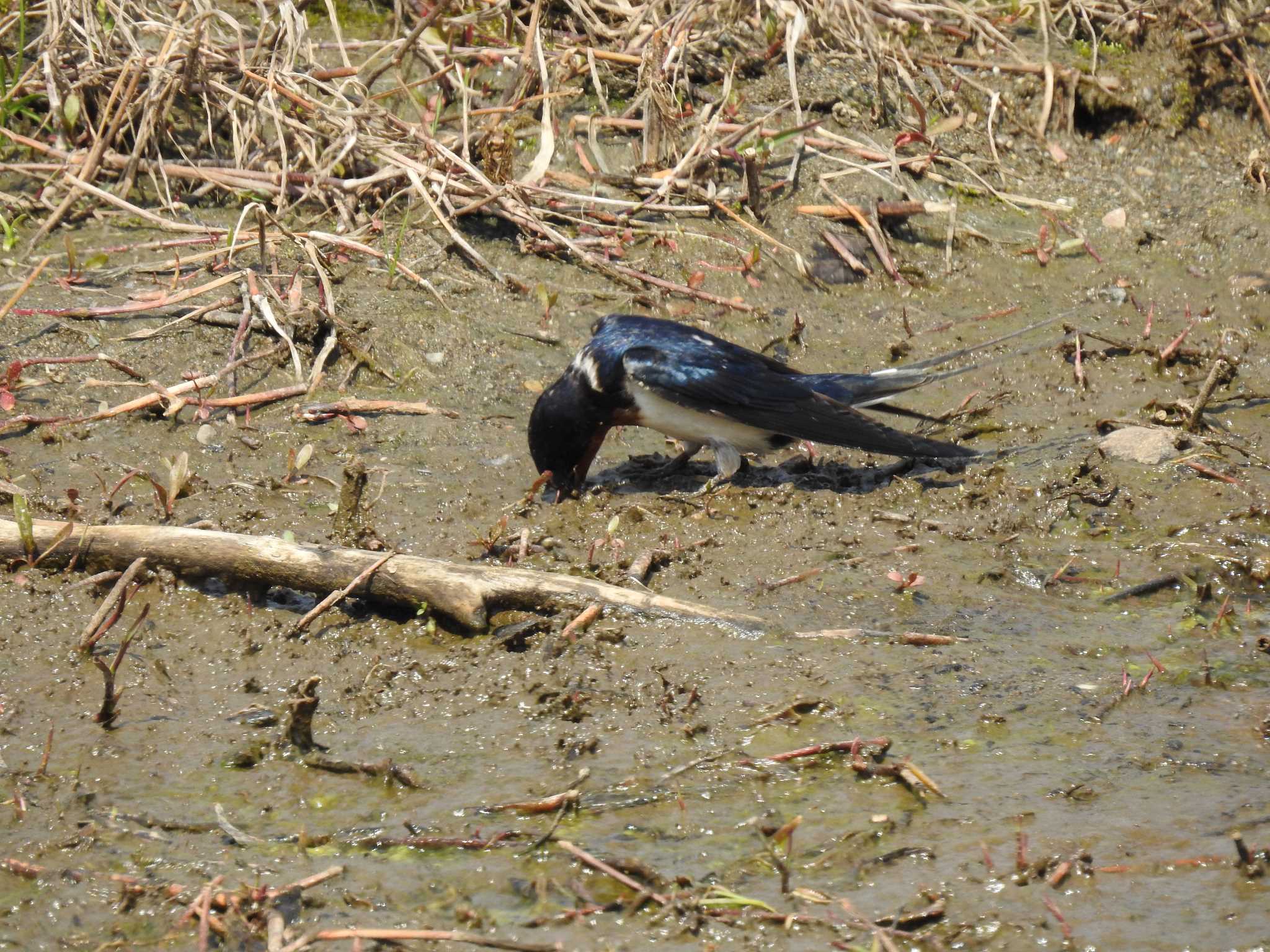 Photo of Barn Swallow at 京都市鴨川公園 by hideneil