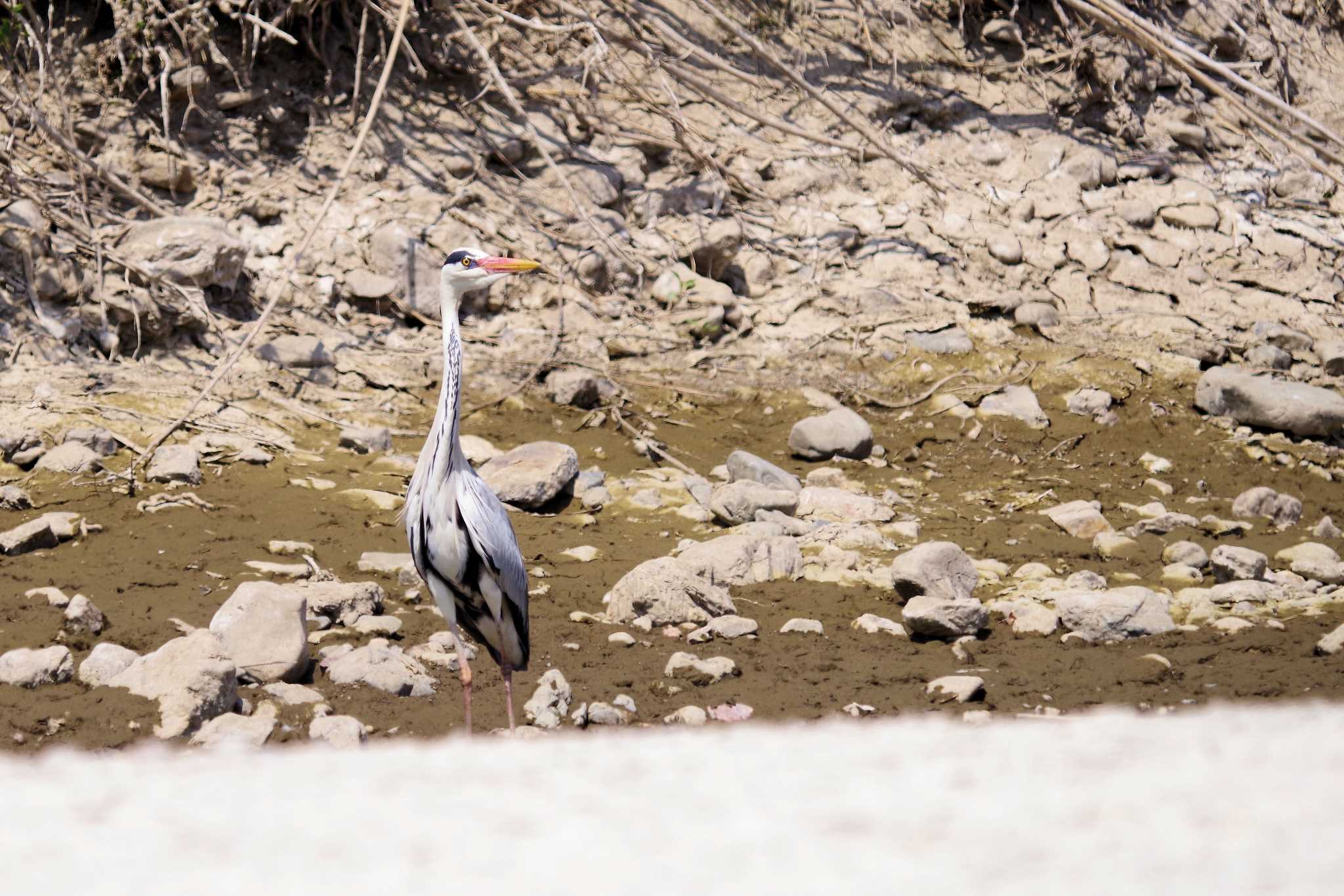 Grey Heron