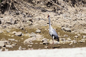 Grey Heron Asaba Biotope Sat, 4/6/2019