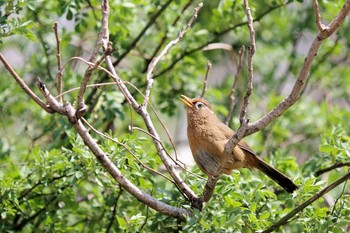 Sat, 4/6/2019 Birding report at Asaba Biotope