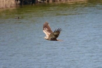 チュウヒ 場所が不明 2019年4月3日(水)