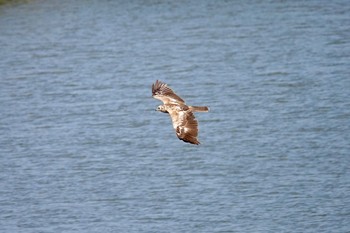 チュウヒ 場所が不明 2019年4月3日(水)