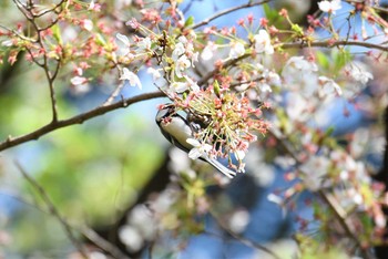 シジュウカラ 新宿御苑 2019年4月6日(土)