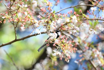 シジュウカラ 新宿御苑 2019年4月6日(土)