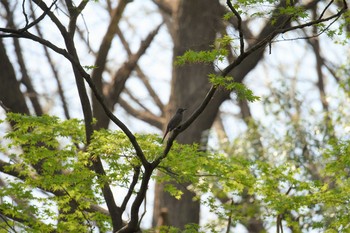 ヒヨドリ 新宿御苑 2019年4月6日(土)