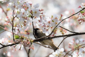 スズメ 新宿御苑 2019年4月6日(土)