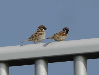 2019年4月6日(土) 多摩川二ヶ領宿河原堰の野鳥観察記録