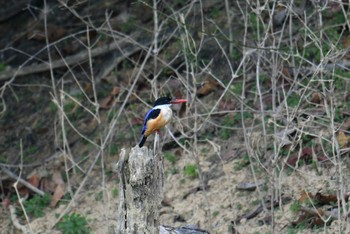 Black-capped Kingfisher Khao Sok NP Sat, 2/23/2019