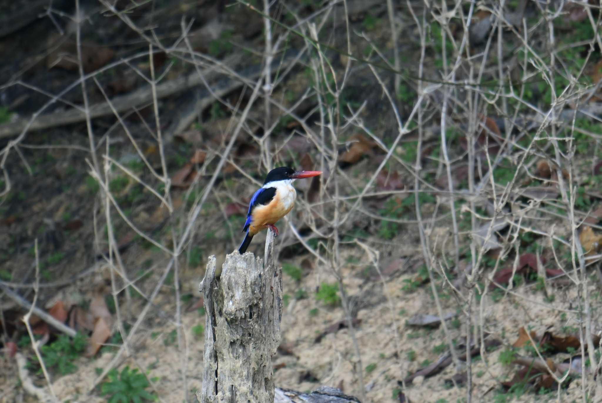 Photo of Black-capped Kingfisher at Khao Sok NP by あひる