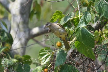 Streak-eared Bulbul Khao Sok NP Sat, 2/23/2019