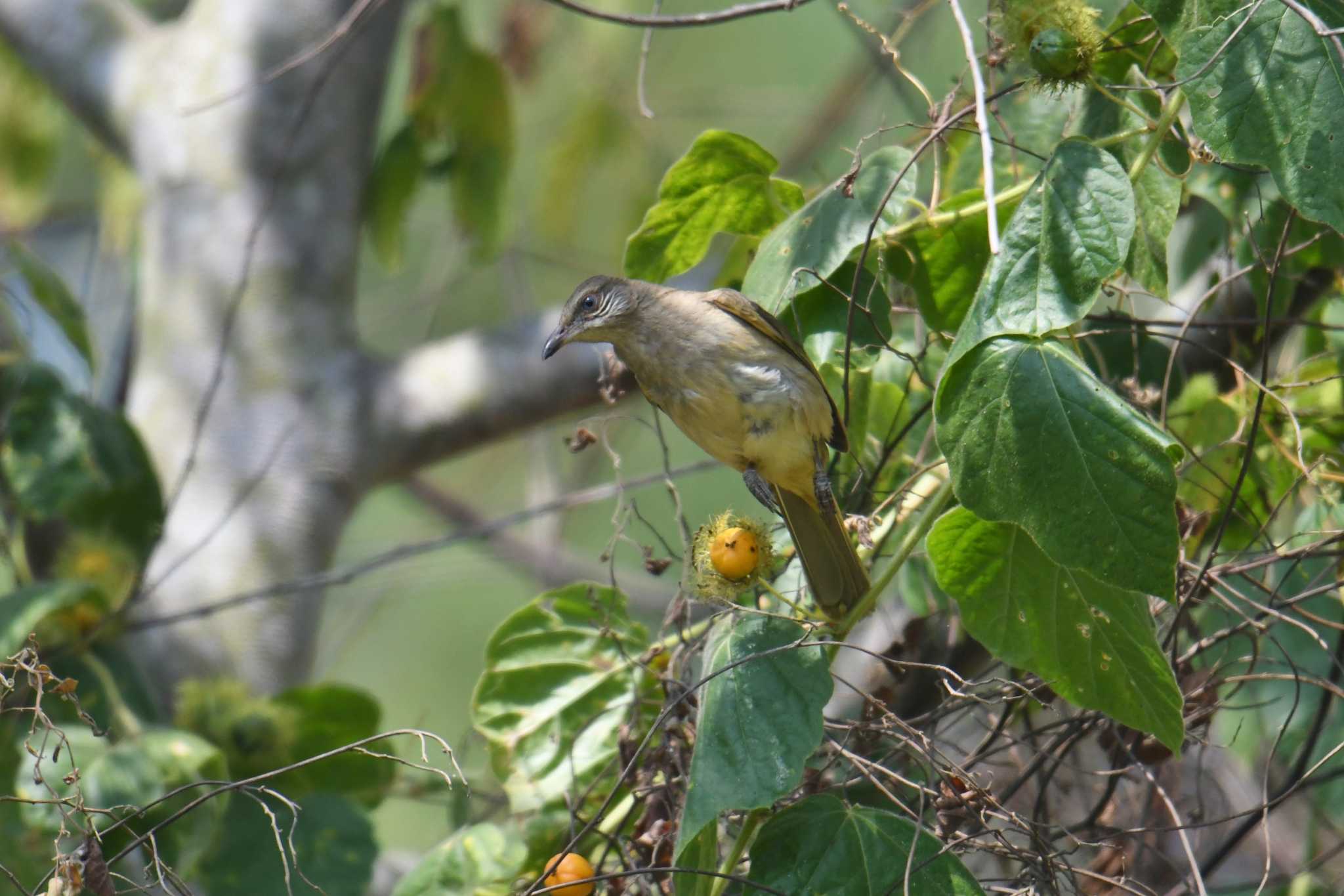 Photo of Streak-eared Bulbul at Khao Sok NP by あひる