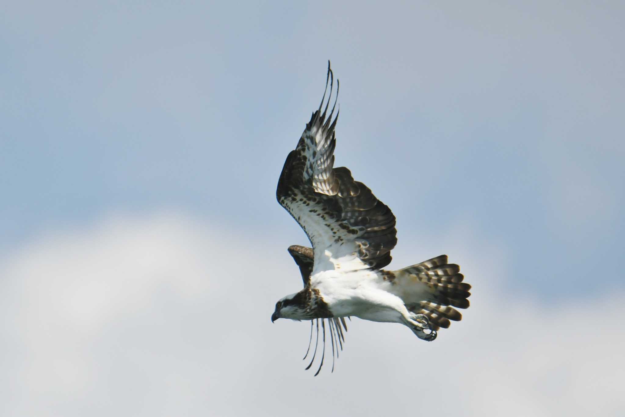 Photo of Osprey at Khao Sok NP by あひる