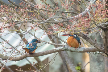 カワセミ 東大寺 2019年4月7日(日)