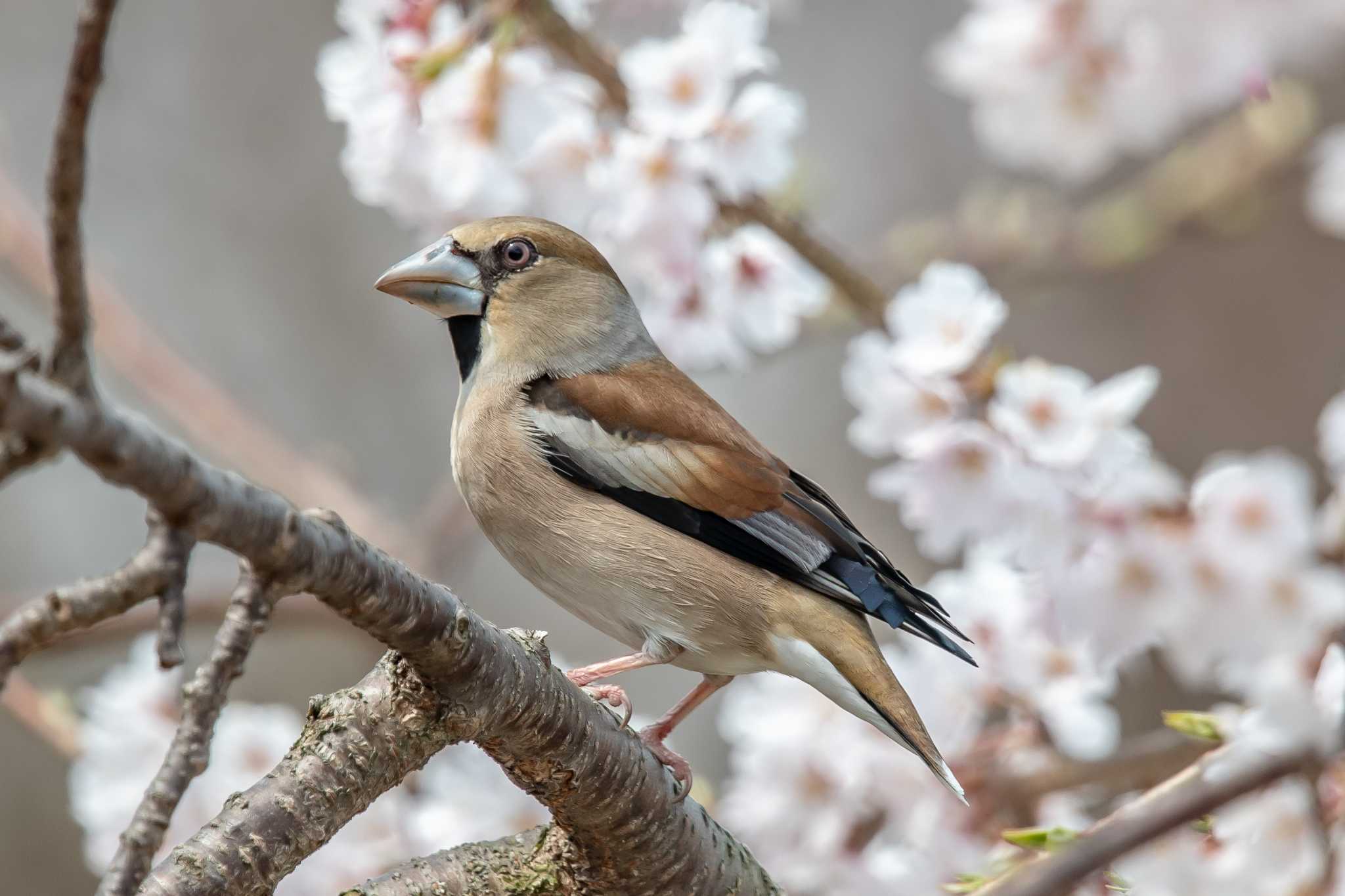 花と野鳥　その１ by ときのたまお