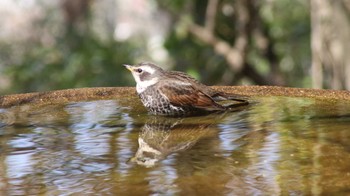 2019年4月6日(土) 弘法山公園の野鳥観察記録