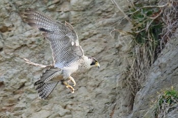 Peregrine Falcon 神奈川 Sun, 4/7/2019