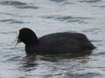 Eurasian Coot 石狩 茨戸川 Sun, 4/7/2019