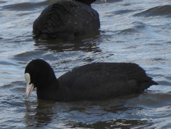 Eurasian Coot 石狩 茨戸川 Sun, 4/7/2019