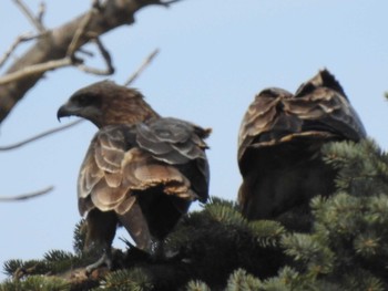 Black Kite 石狩 茨戸川 Sun, 4/7/2019