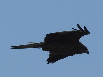 Black Kite 石狩 茨戸川 Sun, 4/7/2019