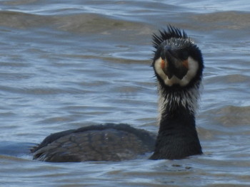 Great Cormorant 石狩 茨戸川 Sun, 4/7/2019