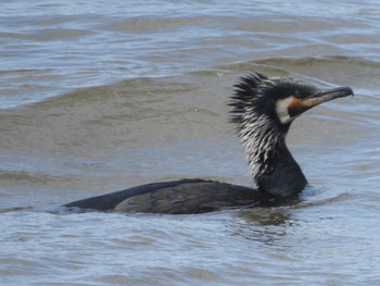 Great Cormorant 石狩 茨戸川 Sun, 4/7/2019