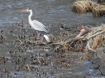 Grey Heron 石狩 茨戸川 Sun, 4/7/2019