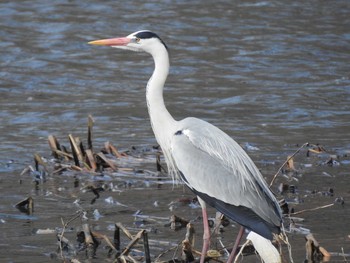 Grey Heron 石狩 茨戸川 Sun, 4/7/2019