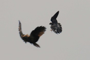 Peregrine Falcon 神奈川 Sun, 4/7/2019