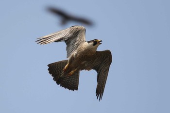 Peregrine Falcon 神奈川 Sun, 4/7/2019