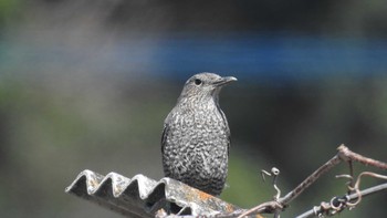 イソヒヨドリ 福岡県糸島市 2019年3月24日(日)