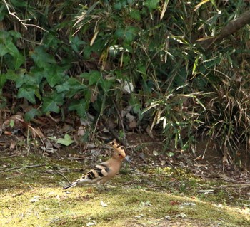 ヤツガシラ 神代植物園 2019年4月7日(日)