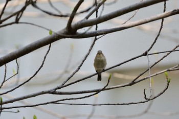 ニシオジロビタキ 日比谷公園 2019年4月6日(土)