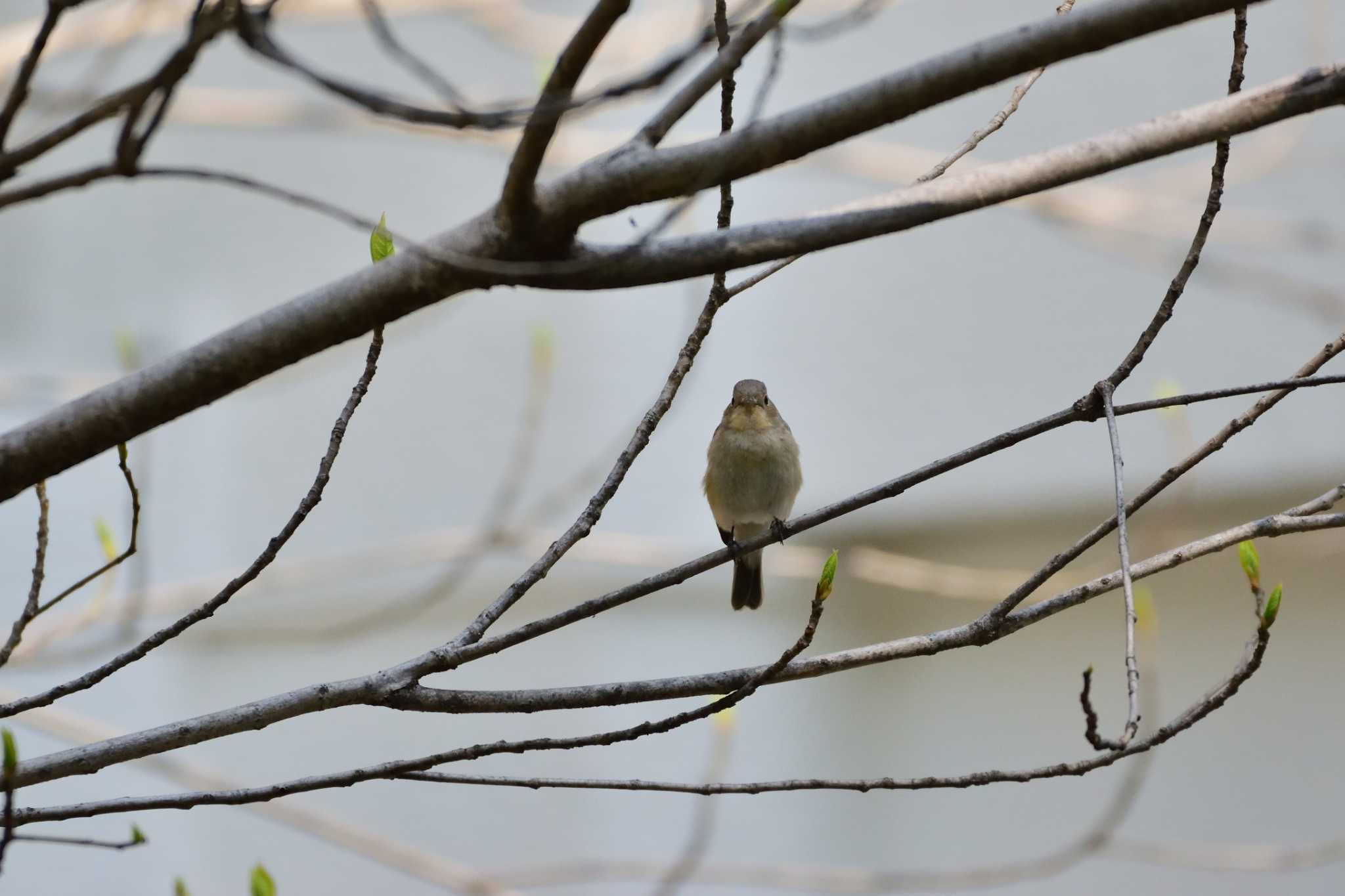 Red-breasted Flycatcher