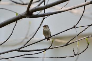 Red-breasted Flycatcher Hibiya Park Sat, 4/6/2019