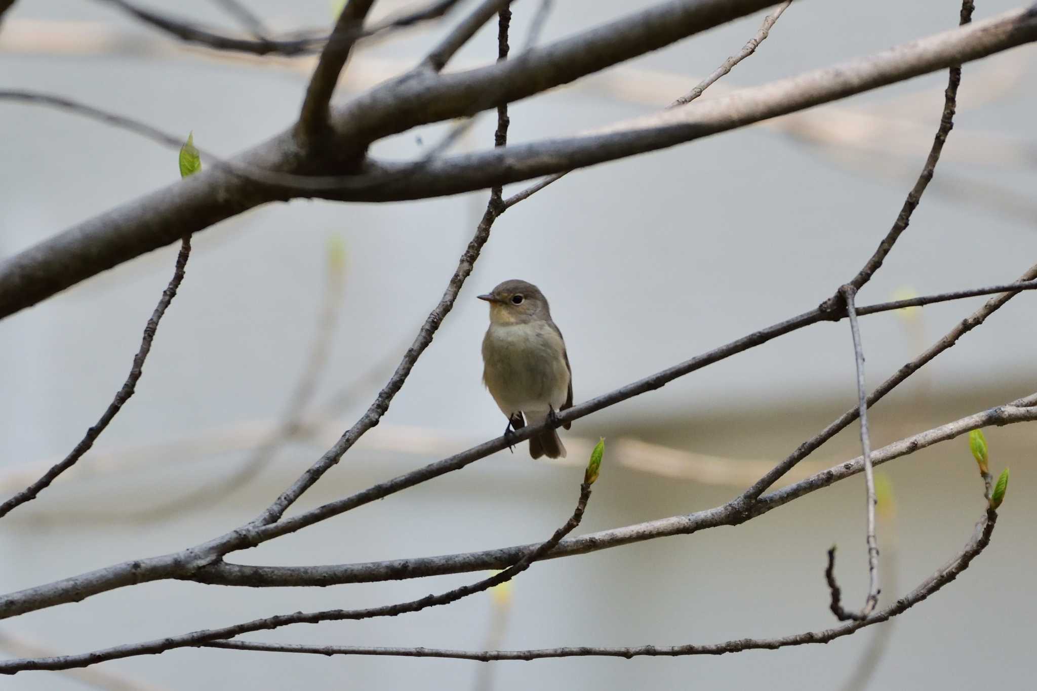 Red-breasted Flycatcher