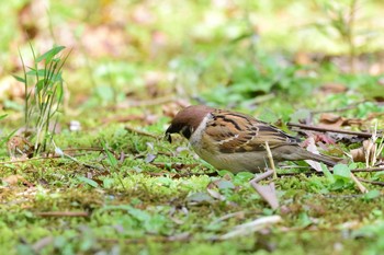 Eurasian Tree Sparrow Hibiya Park Sat, 4/6/2019