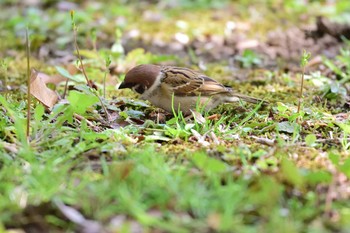 Eurasian Tree Sparrow Hibiya Park Sat, 4/6/2019