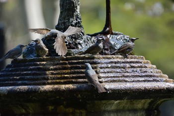 Brown-eared Bulbul Hibiya Park Sat, 4/6/2019